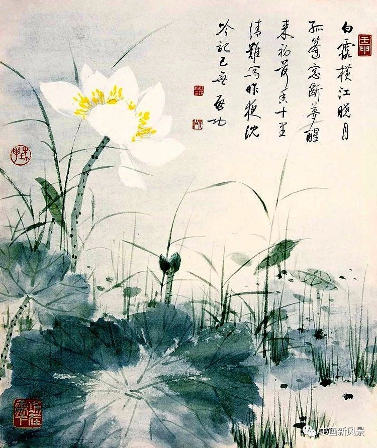 启功先生的荷花:清秀、淡雅、别具一格!