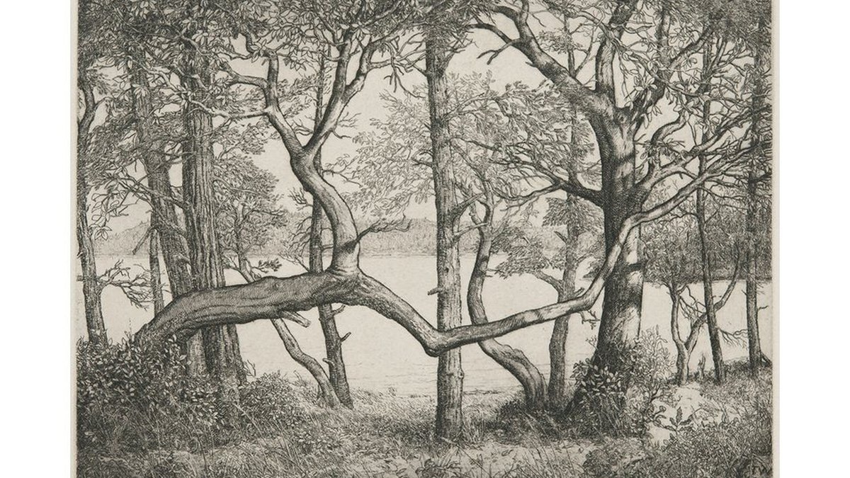 Whatcom博物馆「Forested」